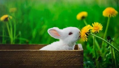 开云在线-塔图姆抢七51分创造历史！绿军再度杀入东部决赛